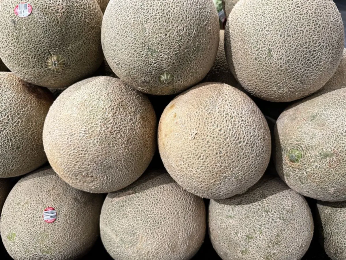 cantaloupe melon