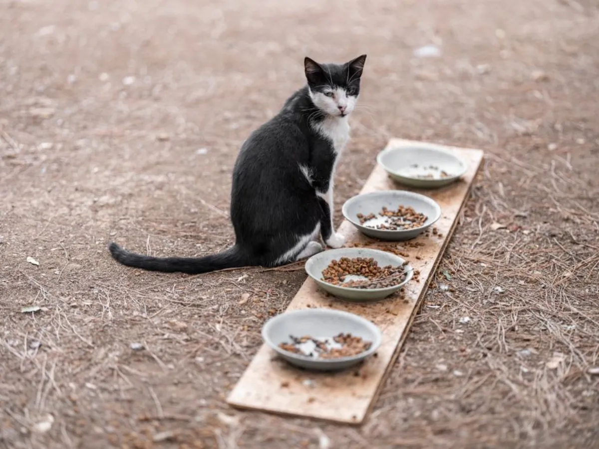 cat food