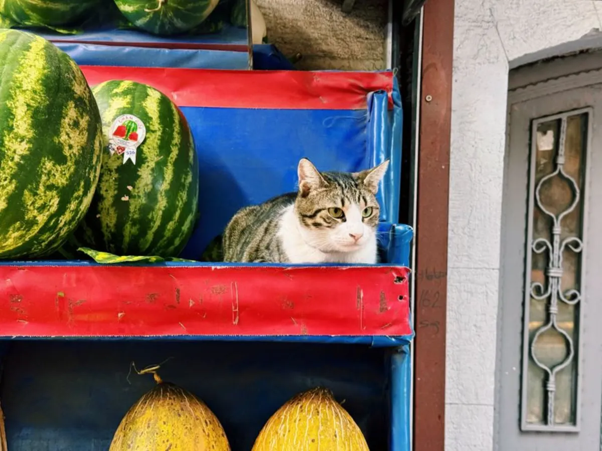 猫可以吃哈密瓜吗是什么