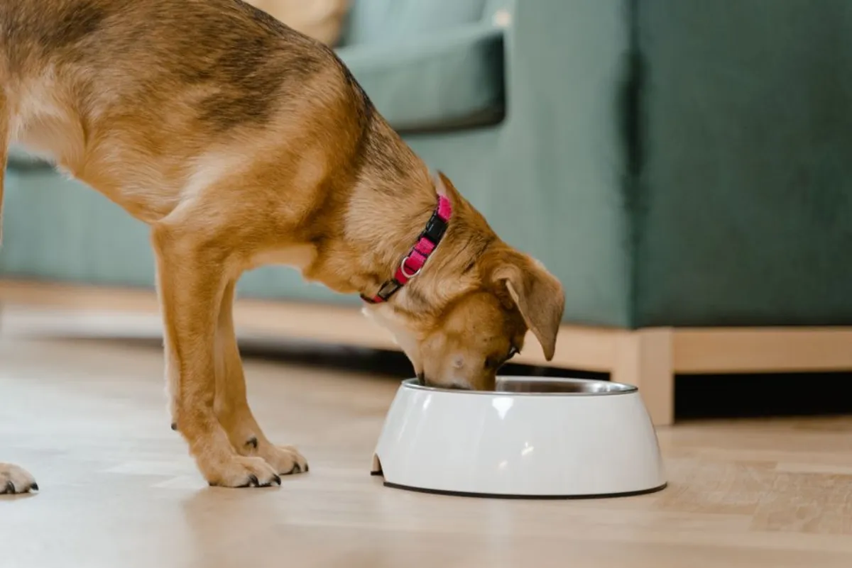 puppy food