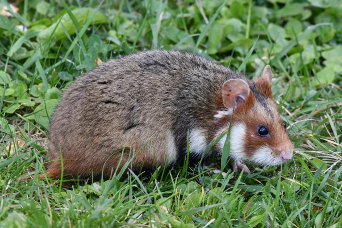 hamster melon