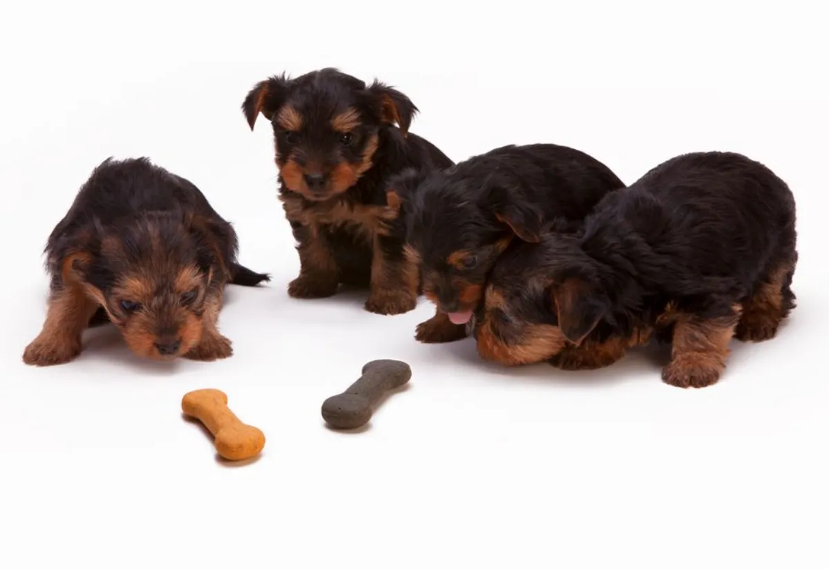 小狗可以吃哈密瓜吗测评